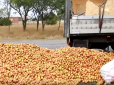 Голодні скрепи: У Керчі місцеві мешканці розтягнули 25 тонн яблук із перевернутої вантажівки (відео)