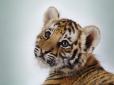У Одеському зоопарку народилися амурські тигренята