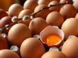 Наші куроводи штурмують далекі країни: В ОАЕ виріс попит на яйця з України