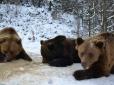 Карпатські красені: Як на Синевирі ведмеді радіють першому снігу (фотофакти)