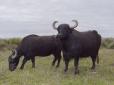 Будуть розчищати водойми: На Одещину привезли буйволів (відео)