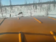 Задавили і добивали ломом: Росіяни шокували садистським відео із вбивством ведмедя (відео 16+)