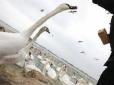 Карантин на озері: У Чернівецькій області у диких лебедів виявили пташиний грип (відео)