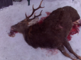 На Чернігівщині вбито рідкісного звіра (фото)