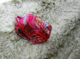 В результаті наїзду під колесами позашляховика у Харкові загинула 8-річна дівчинка (фото)