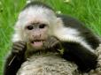 За гроші платників податків: Сумські посадовці намагалися придбати мавпу-капуцина