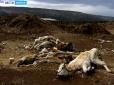 Люди живуть серед мертвих туш худоби: Від голоду масово гине скот у російському селі (відео)