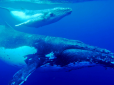 Вченим вперше вдалося записати шепіт китів