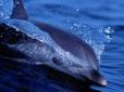 В окупованій Феодосії на берег викинуло дельфіна з прив'язаним до голови шматком бетону
