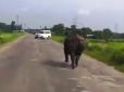 Як носоріг розігнав купу авто з проїжджої частини (відео)