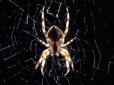 Гармонія природи у чаруючому відео: Павук плете павутиння