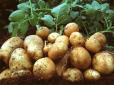 У два рази більший, ніж у відомих сортів: В Україні зафіксували європейський рекорд врожайності картоплі