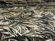 Хіти тижня. Масовий мор: На Запоріжжі сталася екологічна катастрофа (фото, відео)