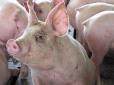 На Київщині виявили заражених африканською чумою свиней
