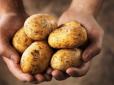Стало відомо, як картопля для воїнів АТО потрапила у київський ресторан