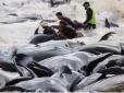 У Австралії на берег викинулися понад сотню дельфінів (фото)