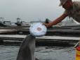 Відмовилися підкорятися російським окупантам: У Криму українські бойові дельфіни загинули