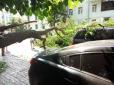 Карма? В урядовому кварталі Києва дерево звалилося прямо на авто (фото)
