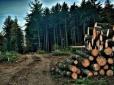 Нелегальні лісозаготівлі: Хто заробляє на українському 