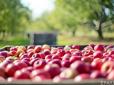 Польським у нас вже нема чого робити: Україна виростила та експортувала рекордний врожай яблок