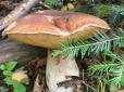 Тихе полювання: Куди податися за грибами. Експерти дають поради