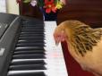 Талант у пір'ї: Курка вразила мережу грою на піаніно (відео)