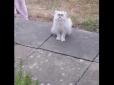 Хіти тижня. Сrazy looking cat: Як найстрашніший кіт у світі навів жах на сусідів (відео)
