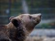 Несподівано: На Харківщині на жінку напав ведмідь