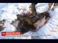 Поліція відпустила: На Чернігівщині браконьєри жорстоко вбили лося (відео)