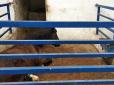 Нещасний верблюд облисів: Показали жахливі фото із зоопарку окупованого Сімферополя