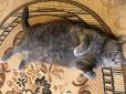 Такий собі котячий велетень: На Полтавщині живе 10-кілограмовий кіт