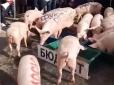 Політичне свинство: Молодики Білецького випустили на Подолі стадо свиней