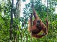 Росіянина, який намагався у багажі вивезти з країни орангутанга, затримали на Балі