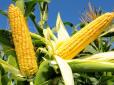 Хоч тут унікальні: Україна стала єдиним експортером кукурудзи до Єгипту