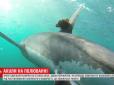 Неймовірні кадри: Вчені показали, як акули здобувають собі їжу (відео)