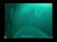 У мережі показали унікальне відео з білою акулою