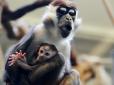 Китайські вчені створили мавп-гібридів з елементами мозку людини