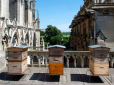 Справжнє диво: Десятки тисяч бджіл, котрі жили на даху Собору Паризької Богоматері, пережили страшну пожежу