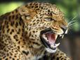 Коли мама спала: В Індії леопард обезголовив 9-місячне немовля