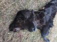 Власниця корови була шокована: У США народилося двоголове теля (фото)