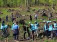 В Україні почали масово відтворювати ліси