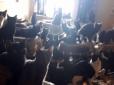 Сусіди шоковані: У Канаді чоловік жив у квартирі з 300 котами