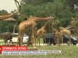 Плямиста зграя: У китайському сафарі-парку публіці вперше показали маленьких жирафенят (відео)