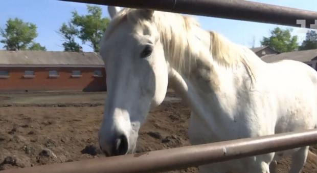Голодним коням доводиться їсти пріле сіно. Фото: скріншот з відео.