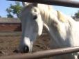 Тварин масово відправляють на забій: Волонтери б’ють на сполох через голодування коней (відео)