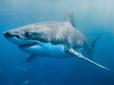 Плавав біля берега: На популярному курорті акула вбила чоловіка