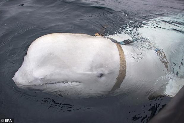 Базу розсекретили завдяки киту-втікачу. Фото: ЕРА.