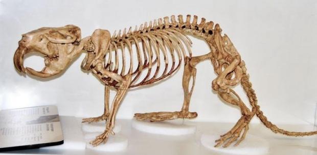 Скелет гігантського бобра