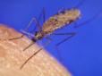 Вчені розповіли, яка група крові приваблює комарів найбільше