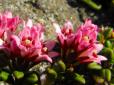 Неймовірної краси рідкісні квіти прикрасили схили Карпат (фото)